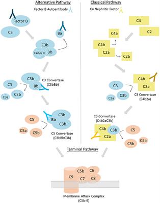 Factor B and C4b2a Autoantibodies in C3 Glomerulopathy